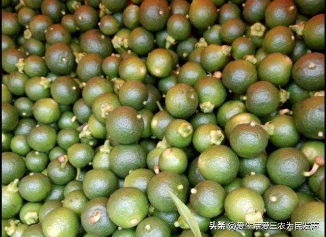 农村做什么致富，当今社会在农村做什么能致富（三个一般人不知道的赚钱项目）