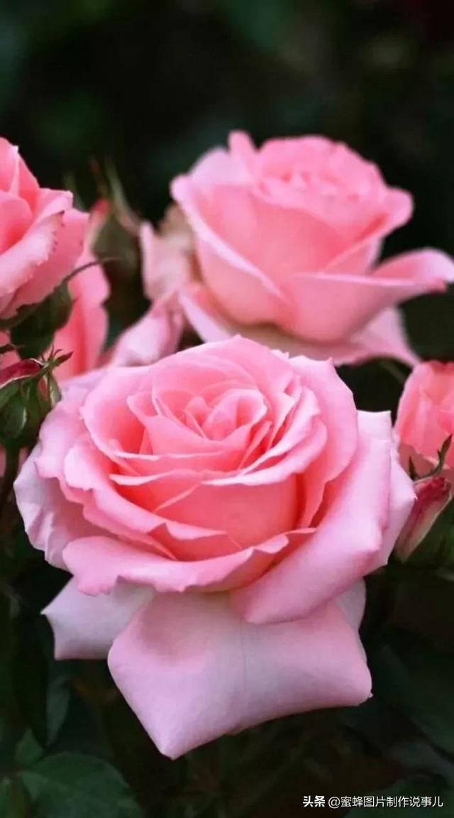 红玫瑰背景图，红玫瑰背景图ins（一朵朵玫瑰花绽放美丽的容颜）