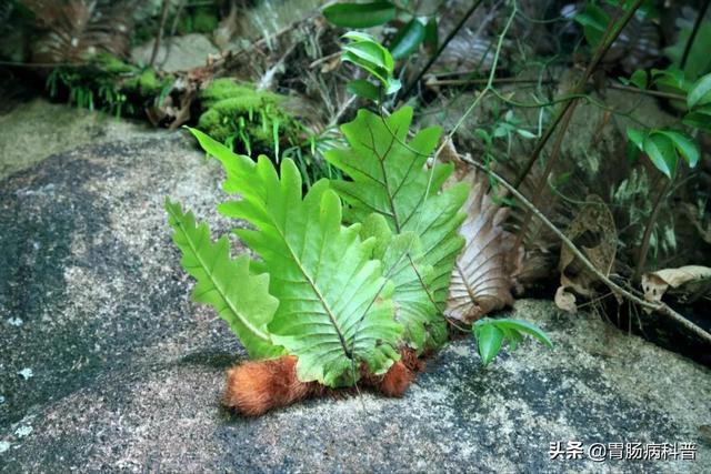 曼陀罗花的图片，曼陀罗花是什么（301味中药材的原植物彩色图谱）