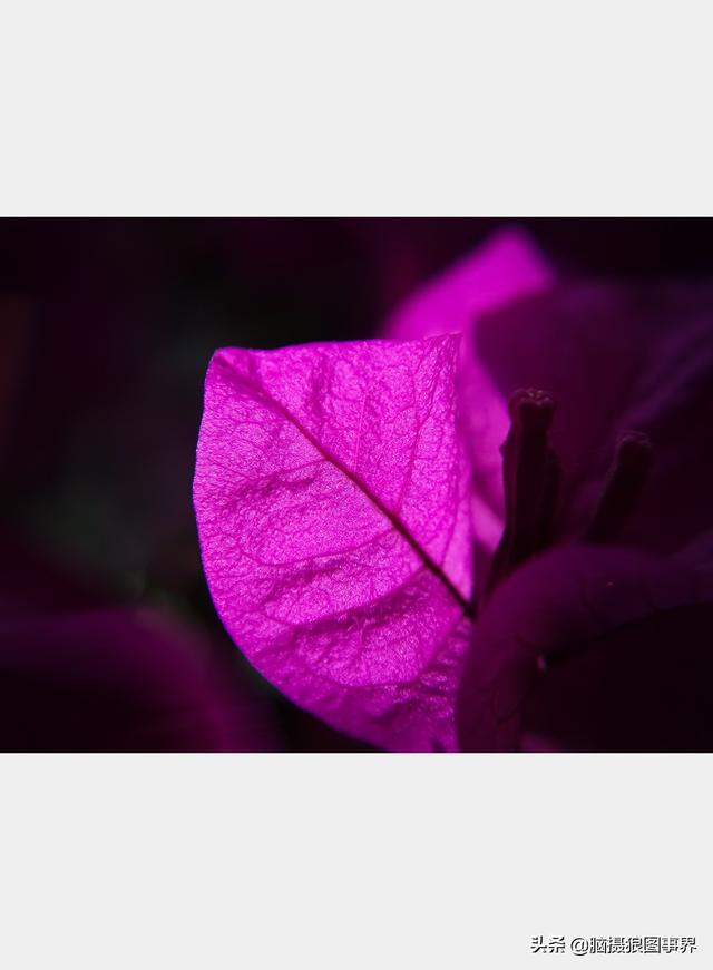 好看的图片。，好看的图片背景（实拍25张唯美的花草照片）