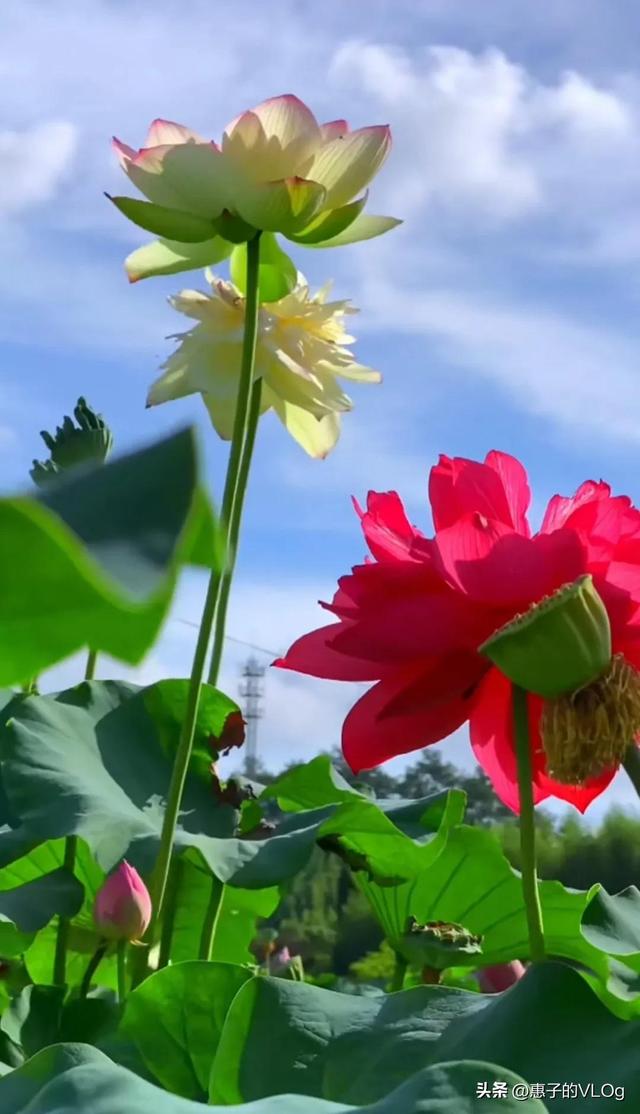 赏花的心情句子，赏花的心情句子唯美