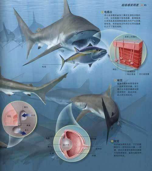 深海疯狂捕鱼猎手(来自深海的恐怖动物)