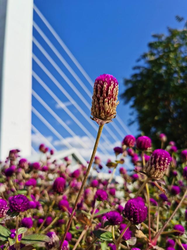 鲜花的花语和花的数目的寓意，鲜花数量的寓意（100种迷人的“数字花”）