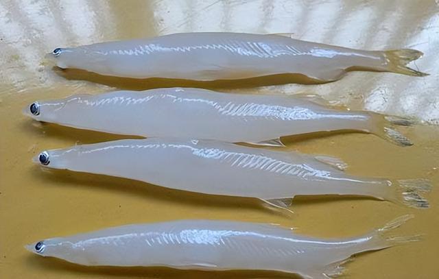 什么鱼适合清蒸，什么鱼适合蒸（带你认识不同的鱼和吃法）