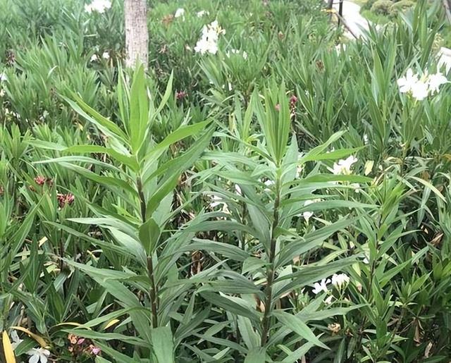 贵阳市花是什么花，贵阳市市花为什么是兰花（贵阳惊现“恶魔之花”）