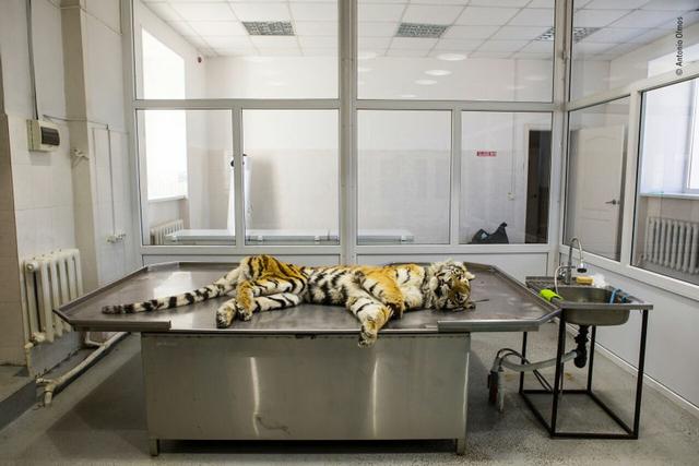 欧美吴彦祖，微信头像，欧美吴彦祖（2018年度最佳野生动物摄影作品图集）