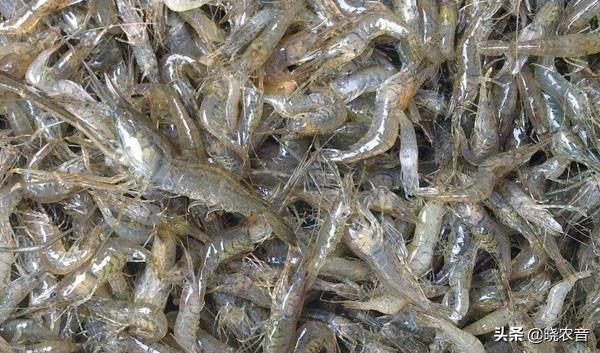 小虾吃什么食物，小虾吃什么（小虾吃什么？怎么养活）