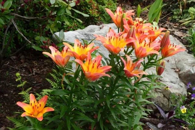 向日葵泰迪熊种子，夏天收获一片花海