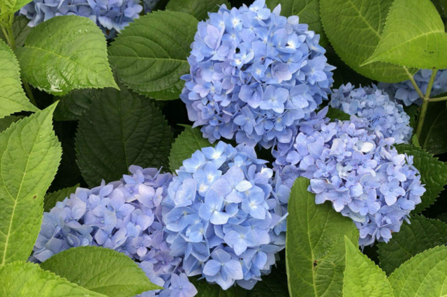 世界上最漂亮的花，世界上十大最漂亮的花（10种“吉祥花”）