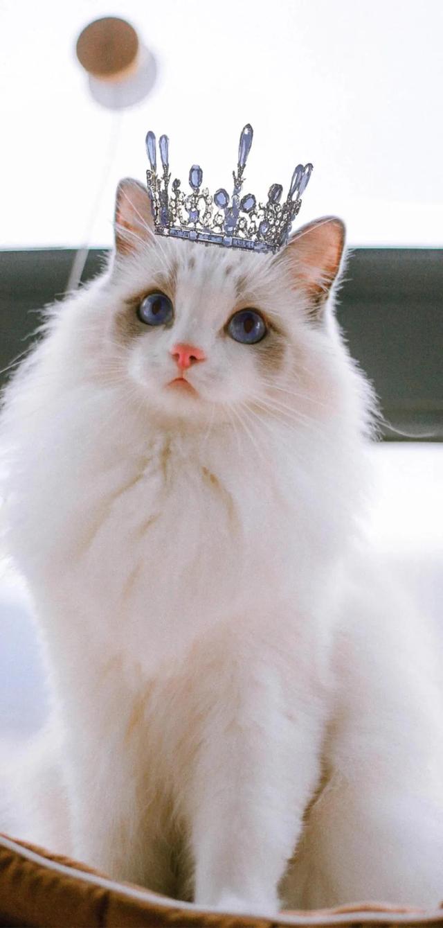 治愈系暖萌动物高清壁纸，温暖治愈系卡通图片（壁纸丨高清全屏萌萌的动物壁纸）