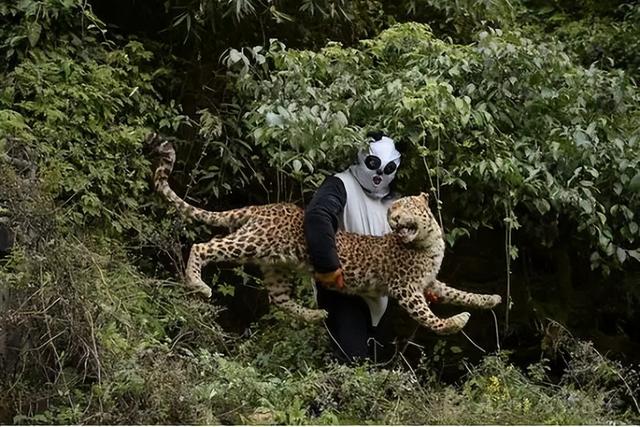 大熊猫资料简介，那它在猛兽中到底是什么段位的