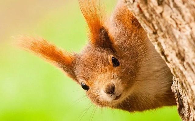 谐音梗是什么意思，有趣的网络谐音梗