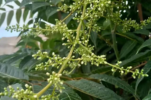 香椿子（香椿子图片，香椿子的功效与作用（其一可解决一些男女烦恼问题）