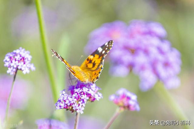 蝴蝶生活习性，蝴蝶王国（蝴蝶的生活环境和特点）
