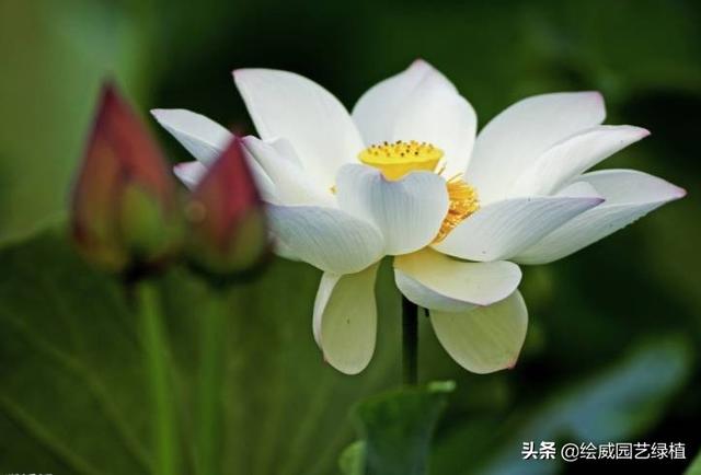 怎么养佛花千瓣金莲，千叶佛莲花怎么养（最有佛性的“五树六花”这些禅意绿植放在家里好养又增光）