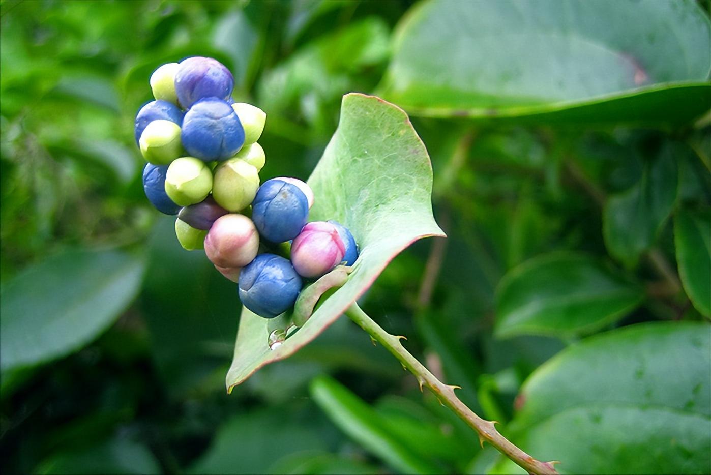 什么能压制住属蛇的人,怎样才能有效防蛇 - 玉三网