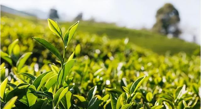 西湖龙井有一芽一叶吗，龙井茶是一芽一叶吗（绿茶的“​蒸炒烘晒”味道各有不同）