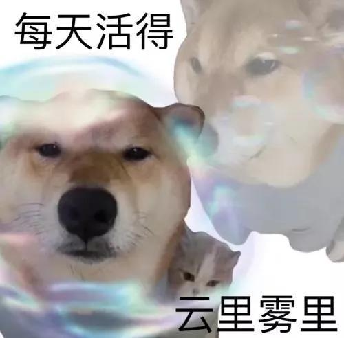 狗的土味方言，一些土味小狗怪图，收了