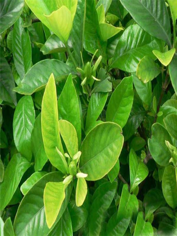 养栀子花的寓意是什么，栀子花的寓意和象征风水