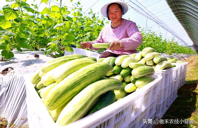 3的立方根是多少，3的3次方是多少（才能让蔬菜长得好、产量高、收益高）