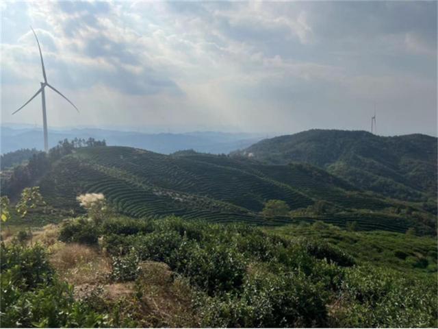 河南好茶推荐，行走河南·读懂中国丨信阳