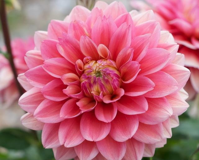 耐阴草坪品种有哪些，耐阴草坪品种有哪些名字（草坪花卉有很多）