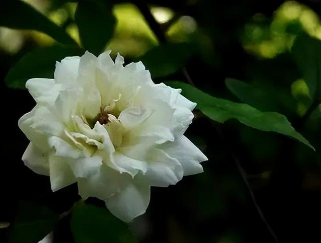 蝴蝶花的花语，118种爱的含义