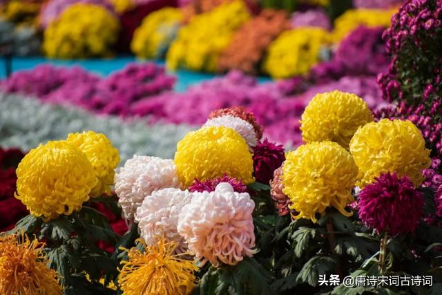 生活如此简单 幸福如此美好，生活如此简单下一句是什么（清秋，清欢图片）