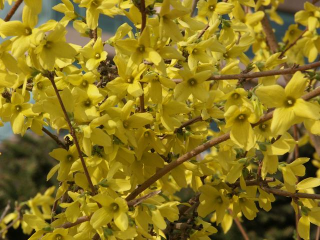 连翘结果子图片，连翘树结果图片（连翘：先叶开花）