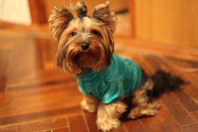 狗狗眼屎多有哪些原因，狗狗眼屎多有哪些原因引起的（还有这五个原因）