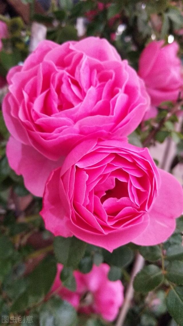 一年四季都开花的月季品种，复花能力超好的6种藤本月季