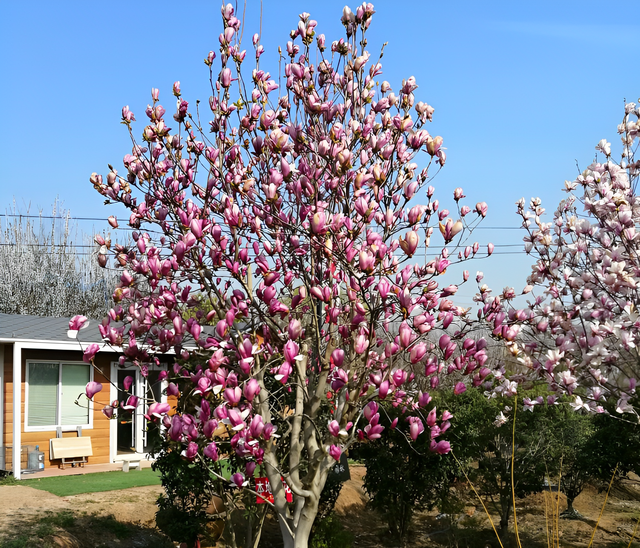 庭院十大吉祥之树，十大镇宅的树（“小院种5树）