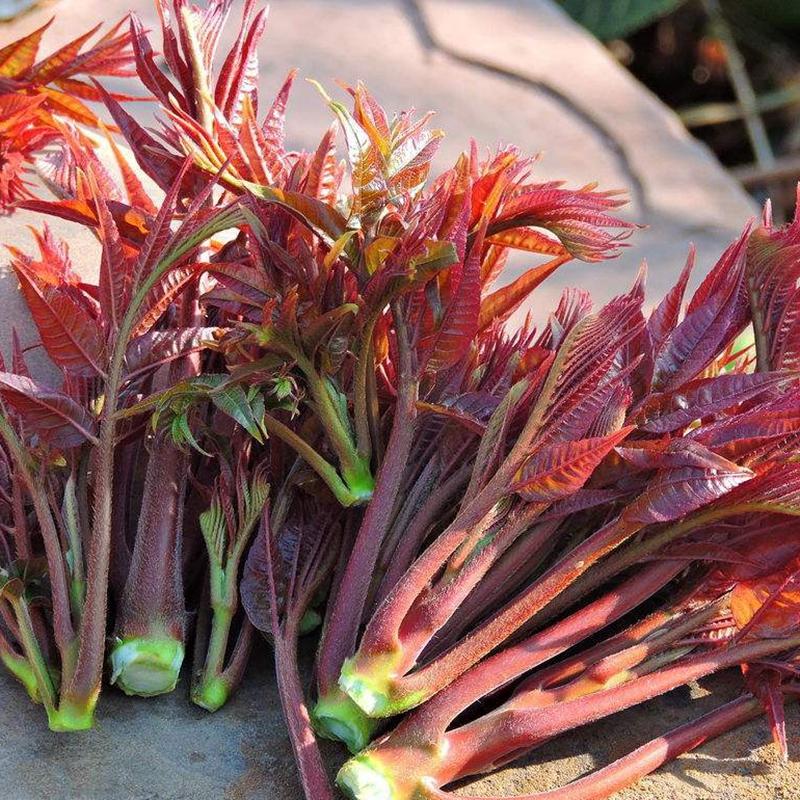 农村能吃的100种野菜图片,有哪些野菜可以吃 农村能吃的100种野菜图片,有哪些野菜可以吃