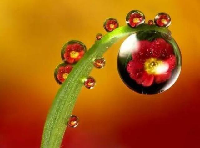 山海经里好听的植物名，山海经里好听的名字（山海经里好听的名字）