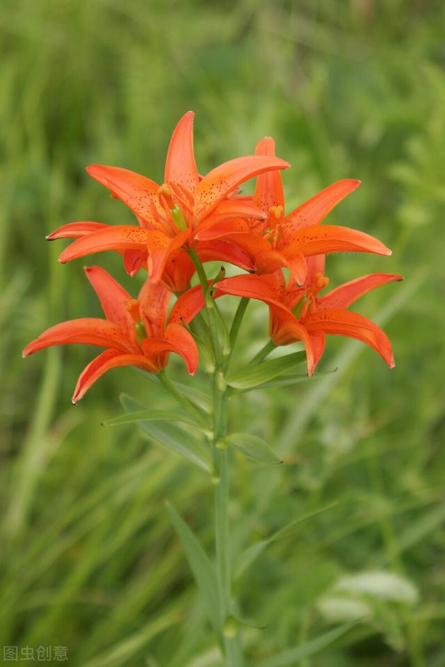 朋友圈晒百合花的心情短语，花与人生感悟（愿你心田上的百合花依然盛开）