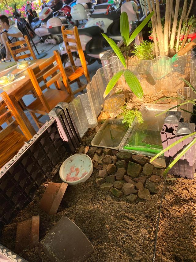 养乌龟最简单方法，看完之后，你学会了吗