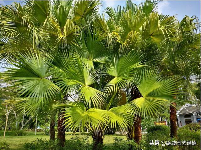 怎么养佛花千瓣金莲，千叶佛莲花怎么养（最有佛性的“五树六花”这些禅意绿植放在家里好养又增光）