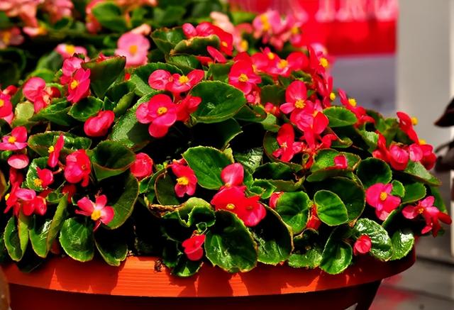 什么花盆栽好养四季开花，7种花很“勤奋”