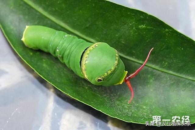 鳞翅目的昆虫有哪些分类，鳞翅目常见昆虫有哪些（第二章、农业植物害虫害螨）