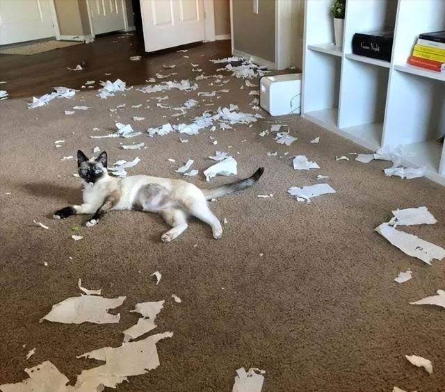 暹罗猫多少钱一只，红虎斑暹罗猫多少钱一只（养猫火葬场”的四种猫咪）