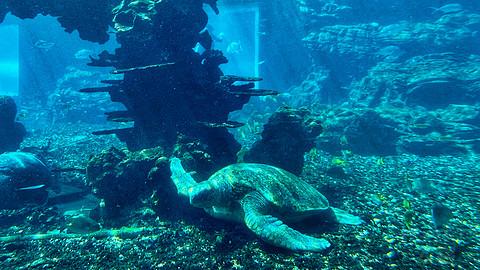 近乎完美的体验，入住报告，三亚维也纳国际酒店