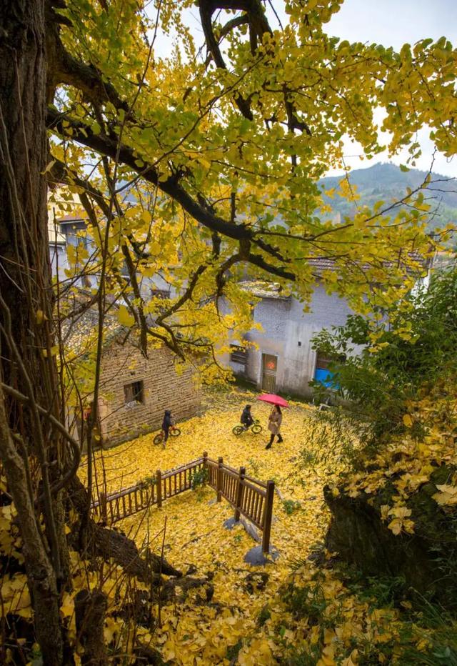 浦江是什么省什么市，浦江是哪个市的（浦江县这两个“公园”有了新身份）