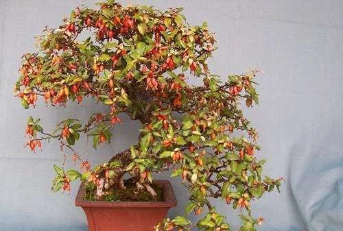 胡秃子盆景的养殖方法，唯美图片——胡颓子盆景欣赏（野生胡秃子盆景怎么养）