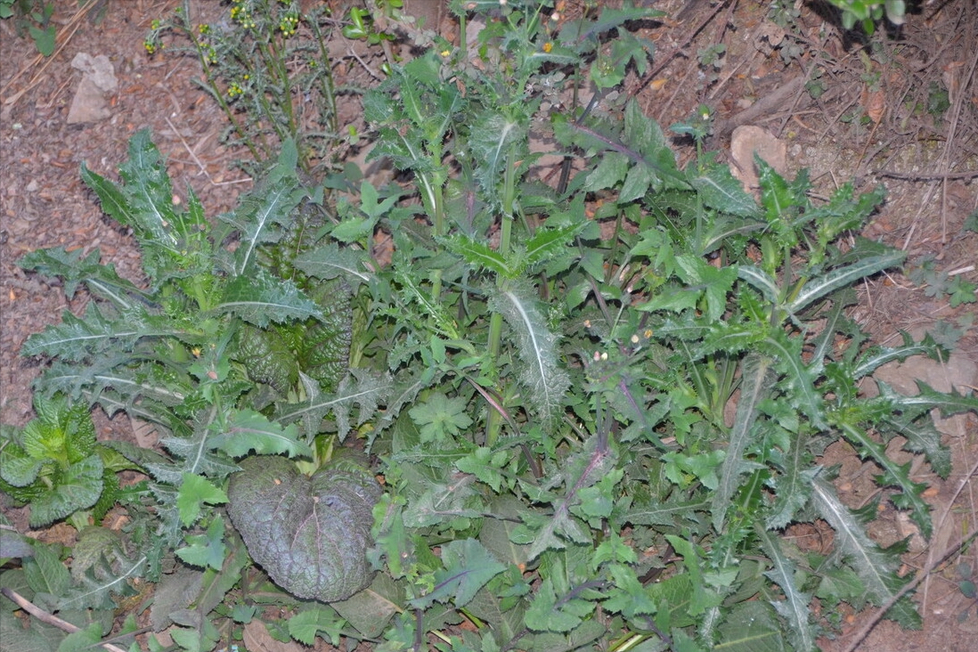 春天到了,30種野菜辨別圖片,帶你認識不同的野菜和吃法