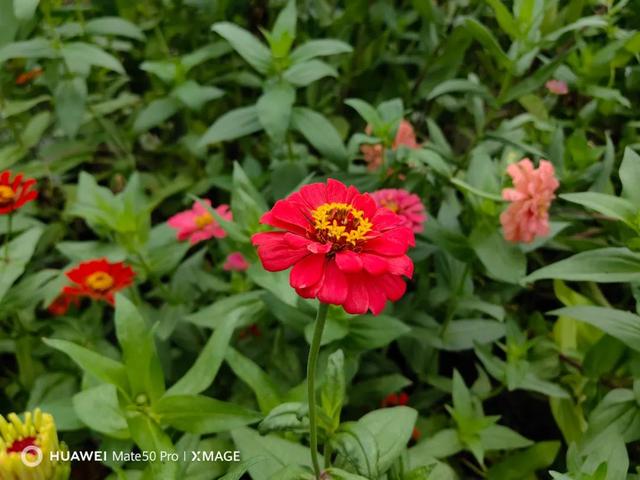 哪两种颜色可以调成紫色，哪两种颜色可以调成紫色彩搭配（但仍是一台值得购买的旗舰手机）