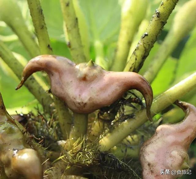 肉炒菱角怎么炒,五花肉炒菱角(这玩意儿长得像牛角,能吃吗)