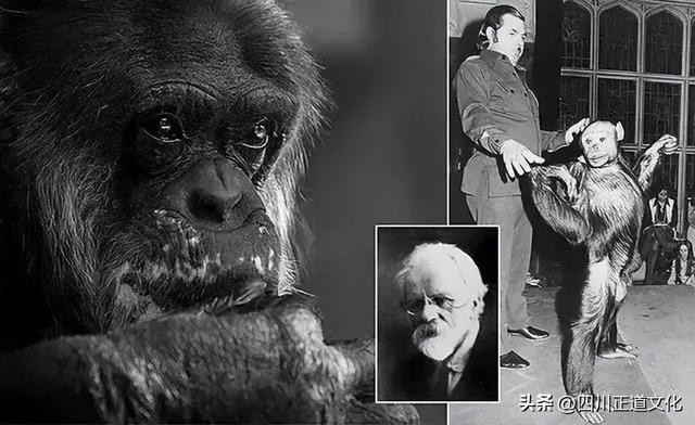 五牲是指哪五种动物，五畜指什么动物（苏联的“人猿杂交”实验）