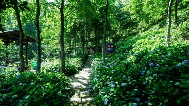 英山四季花海好玩吗，四季花海旅游攻略（四季花海五周年：一座天然氧吧）