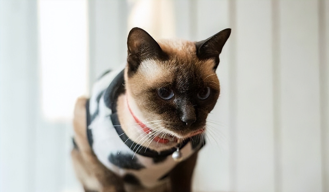 猫一年相当于人几岁，猫一年等于人多少岁（猫咪和人类年龄换算表）