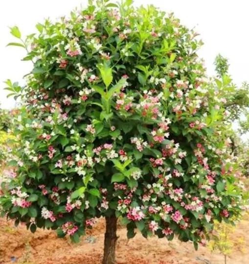 五彩锦带的养殖方法和注意事项，五彩锦带的养殖方法和注意事项有哪些（愿你人生前程似锦、绚丽多彩）